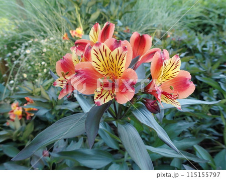 オレンジ系のアルストロメリアの花 横型 オレンジ系のアルストロメリアの花 横型 115155797