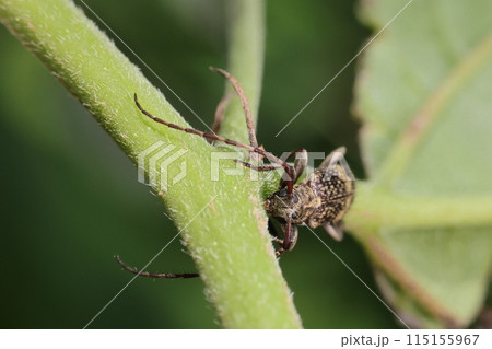 生き物　昆虫　シラオビゴマフケシカミキリ、大きな複眼と毛深い顔 115155967