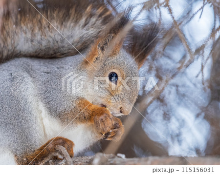 The squirrel with nut sits on tree in the winter or late autumn The squirrel with nut sits on tree in the winter or late autumn 115156031