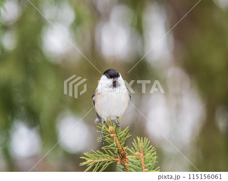 Cute bird the willow tit, song bird sitting on the fir branch 115156061