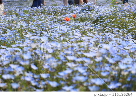 ネモフィラ畑を歩く 115156264