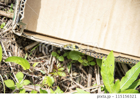 やまかがし やまかがし 115156321