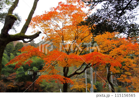 紅葉の西国三十三番札所　谷汲山華厳寺散策・24（岐阜県） 115156565