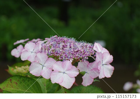 季節の花 - 紫陽花（あじさい）いろいろ 770035 115157173