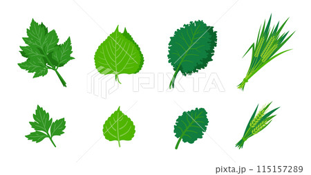 青汁の原材料の明日葉、桑の葉、ケール、大麦青葉のシンプルなイラストセット。 115157289