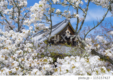 京都 仁和寺の御室桜と観音堂 京都 仁和寺の御室桜と観音堂 115157427