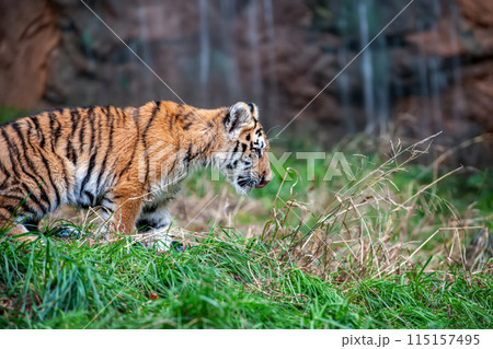 Tiger cub in the wild. Baby animal in green grass on waterfall background Tiger cub in the wild. Baby animal in green grass on waterfall background 115157495