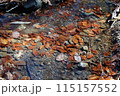 水に浮かぶ落ち葉 115157552