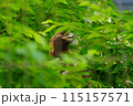 新緑の中でこちらを見つめるイヌワシ 115157571