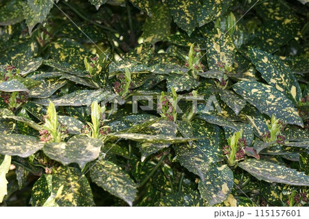 2023年春・アオキの小さい花 2023年春・アオキの小さい花 115157601