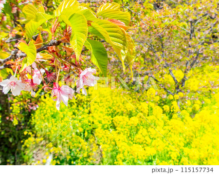 千葉県岩井の堰の美しい春景色　河津桜と満開の菜の花 115157734