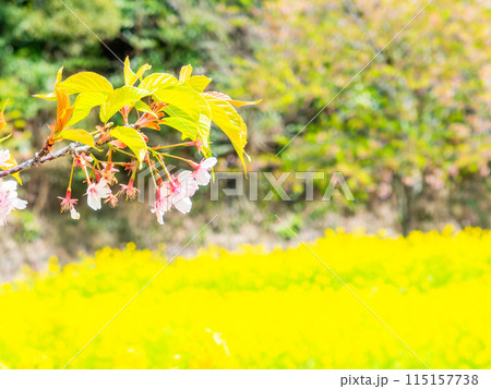千葉県岩井の堰の美しい春景色　河津桜と満開の菜の花 115157738