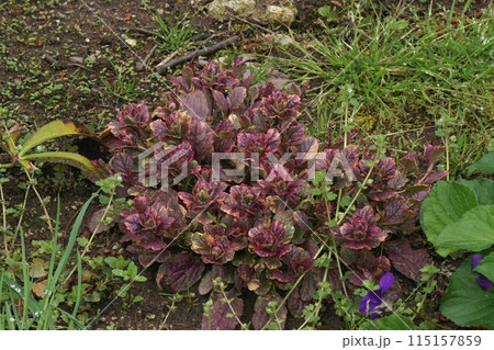 アジュガ　レプタンス 115157859