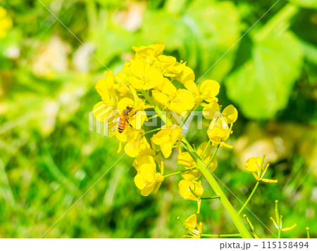 千葉県岩井の堰の美しい春景色　満開の菜の花とミツバチ 115158494