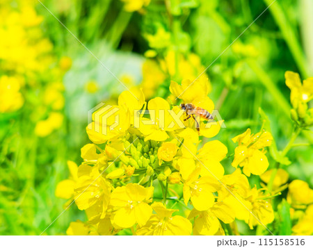 千葉県岩井の堰の美しい春景色　満開の菜の花とミツバチ 115158516