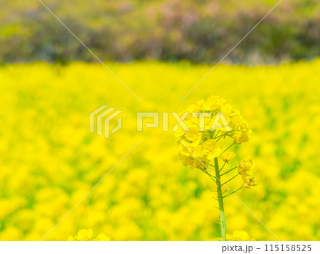 千葉県岩井の堰の美しい春景色 満開の菜の花 千葉県岩井の堰の美しい春景色 満開の菜の花 115158525