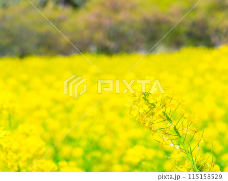 千葉県岩井の堰の美しい春景色 満開の菜の花 千葉県岩井の堰の美しい春景色 満開の菜の花 115158529
