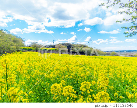 千葉県岩井の堰の美しい春景色　満開の菜の花 115158546