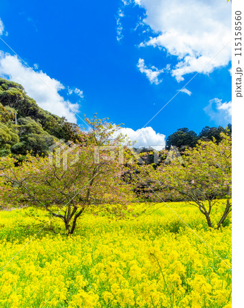 千葉県岩井の堰の美しい春景色 満開の菜の花と河津桜 千葉県岩井の堰の美しい春景色 満開の菜の花と河津桜 115158560