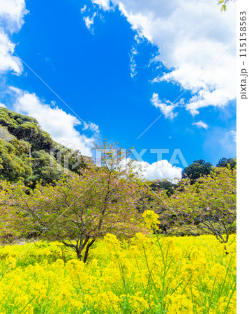 千葉県岩井の堰の美しい春景色 満開の菜の花と河津桜 千葉県岩井の堰の美しい春景色 満開の菜の花と河津桜 115158563