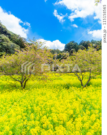 千葉県岩井の堰の美しい春景色　満開の菜の花と河津桜 115158565