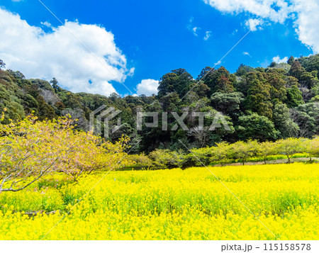 千葉県岩井の堰の美しい春景色　満開の菜の花と河津桜 115158578