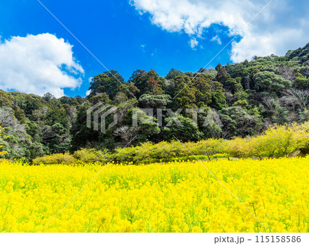 千葉県岩井の堰の美しい春景色 満開の菜の花と河津桜 千葉県岩井の堰の美しい春景色 満開の菜の花と河津桜 115158586