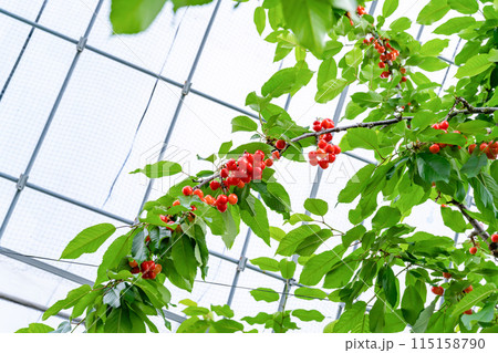 山梨県のさくらんぼ農園 115158790
