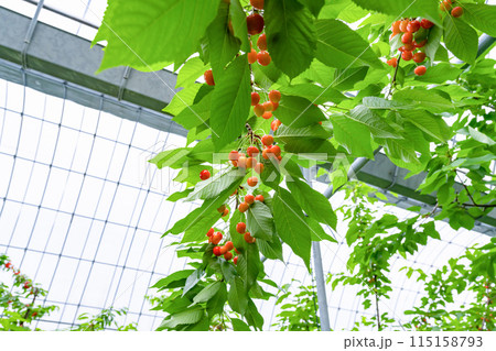 山梨県のさくらんぼ農園 115158793