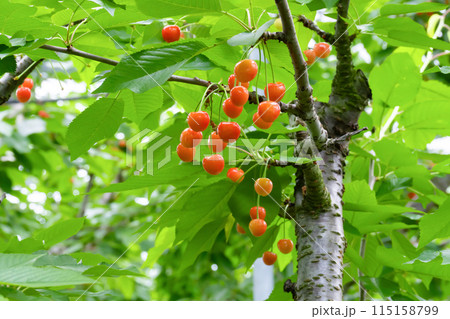 山梨県のさくらんぼ農園 115158799