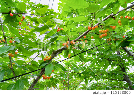 山梨県のさくらんぼ農園 山梨県のさくらんぼ農園 115158800