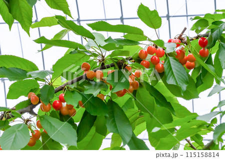 山梨県のさくらんぼ農園 山梨県のさくらんぼ農園 115158814