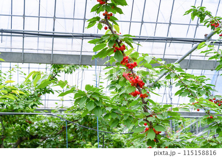 山梨県のさくらんぼ農園 山梨県のさくらんぼ農園 115158816