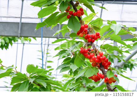 山梨県のさくらんぼ農園 115158817