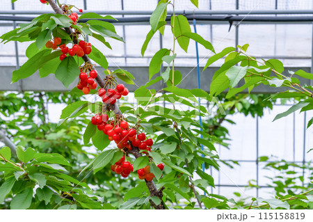 山梨県のさくらんぼ農園 115158819