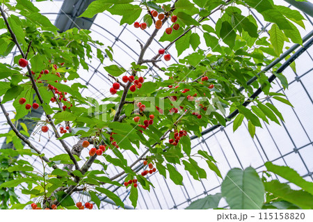 山梨県のさくらんぼ農園 115158820