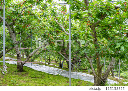 山梨県のさくらんぼ農園 山梨県のさくらんぼ農園 115158825