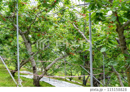 山梨県のさくらんぼ農園 山梨県のさくらんぼ農園 115158828
