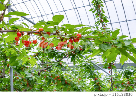 山梨県のさくらんぼ農園 115158830