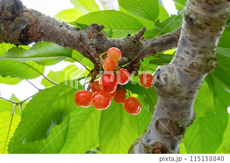 山梨県のさくらんぼ農園 115158840