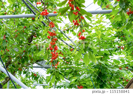 山梨県のさくらんぼ農園 115158841