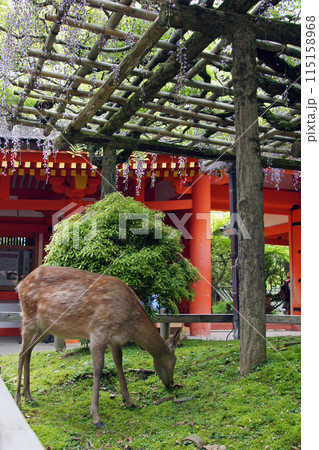 砂ずりの藤と鹿 115158968