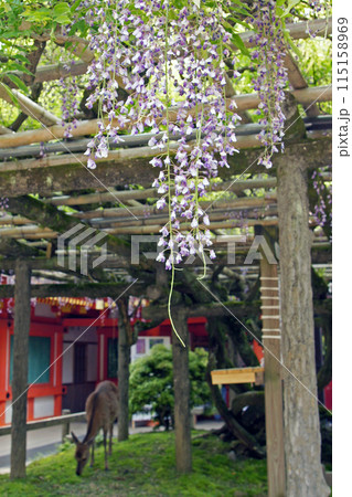 砂ずりの藤と鹿 115158969