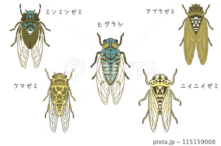 蝉のイラスト素材セット 文字入り 名称入り 昆虫のイラストのイラスト素材 [115159008] - PIXTA