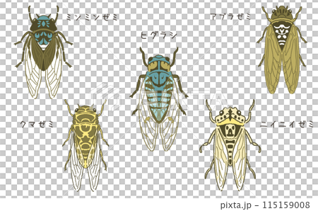蝉のイラスト素材セット 文字入り 名称入り 昆虫のイラスト 蝉のイラスト素材セット 文字入り 名称入り 昆虫のイラスト 115159008