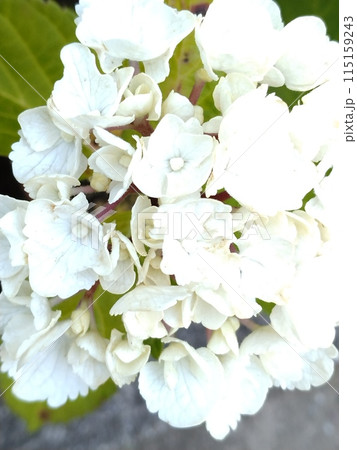 咲き始めた紫陽花 咲き始めた紫陽花 115159243