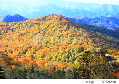 磐梯吾妻スカイラインの紅葉 115159246