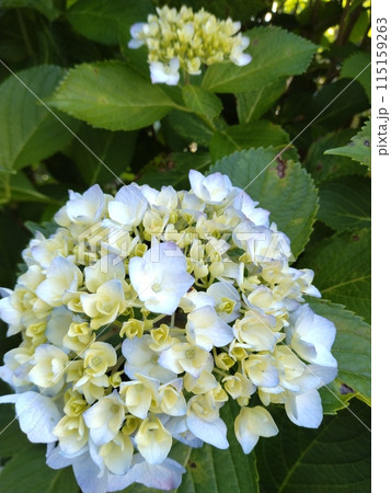 咲き始めた紫陽花 115159263