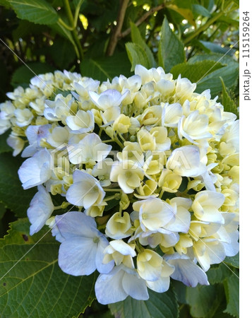 咲き始めた紫陽花 115159264