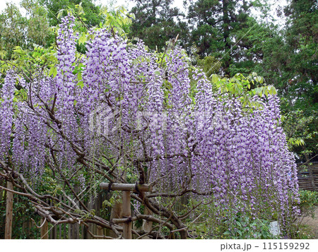 萬葉植物園　藤 115159292